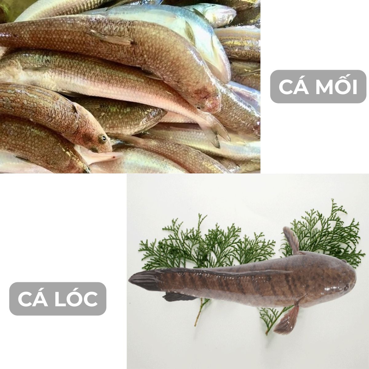 cá nào thường được dùng để làm chả