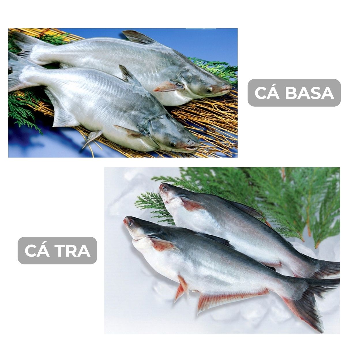cá nào thường được dùng để làm chả